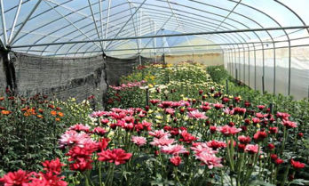 Kadiyam Nurseries
