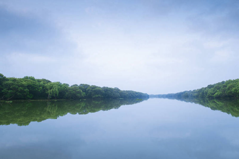 Mada Forest