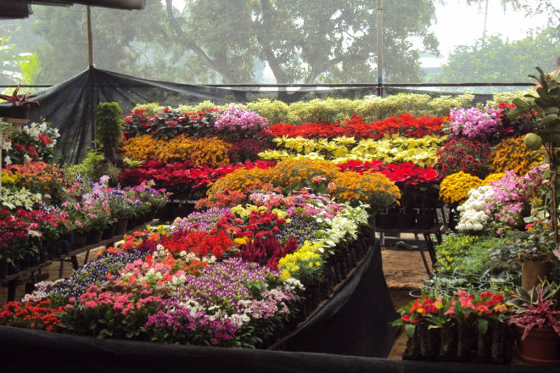 Kadiyam Nurseries