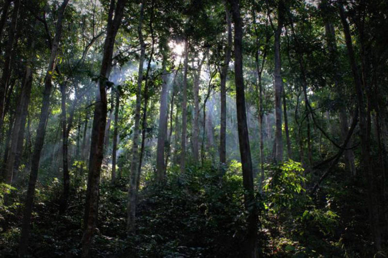 Maredumilli Forest
